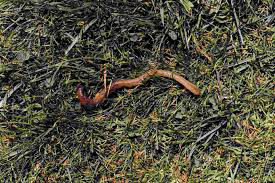 VermiCompost
