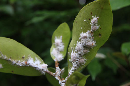 Mealybug